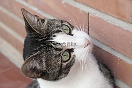 貓,動(dòng)物,貓的眼睛