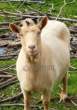哺乳動物,動物,性質(zhì)