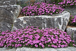 松國家,鮮花,植物