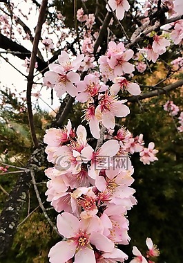 樹,花,植物