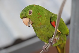 maritaca,鸟,巴西