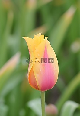 郁金香,拖放,黃色