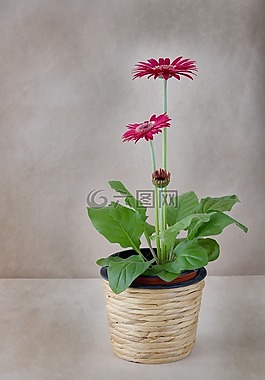 花,花盆,非洲菊