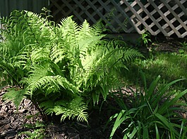 蕨類植物,植物,綠色