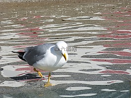 鳥,葡萄牙,港