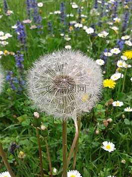 草地,鮮花,開花
