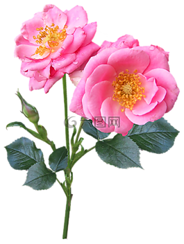 玫瑰,水華,干