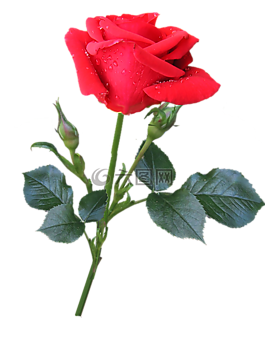 玫瑰,紅色,芽