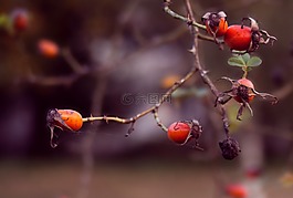 漿果,花,樹