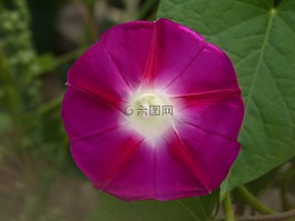 矮牽牛,花,鐘