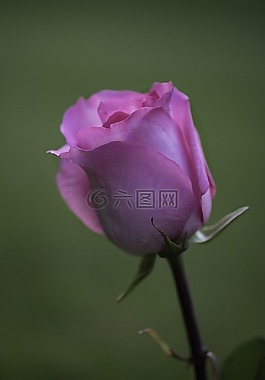 玫瑰,花,粉紅色