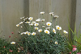 野雛菊,狗雛菊,圍欄和雛菊