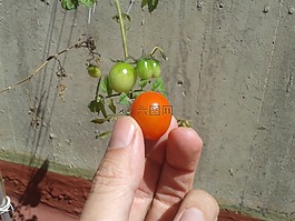 番茄,花園,特寫