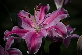 虎百合,花,自然