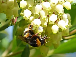 大黃蜂,libar,花