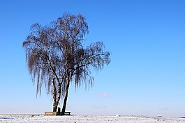 樹,冬天,寒冬