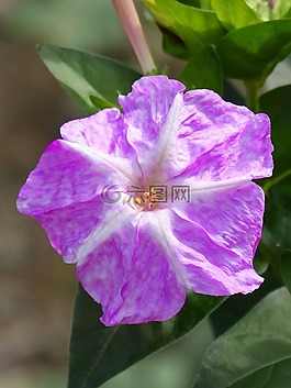 花,詳細(xì),雌蕊