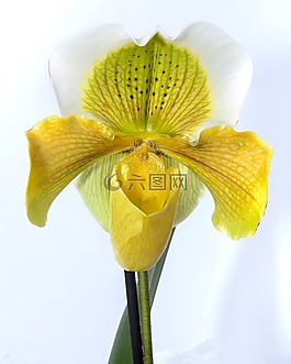 frauenschuh,蘭花,黃色
