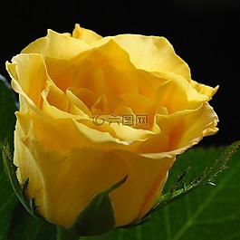 玫瑰,黃色,花卉