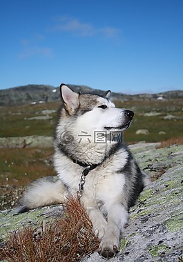 阿拉斯加雪橇犬,哈当厄尔高原山地,旅游