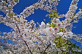 樹,春,櫻花