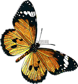 動(dòng)物,蝴蝶,昆蟲