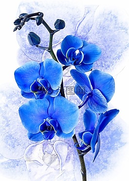 蝴蝶蘭,蘭花,色藍