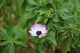 花,自然,春