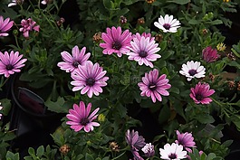 非洲雛菊,海角雛菊,粉色雛菊
