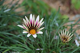 花,自然,粉紅色
