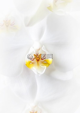 蝴蝶蘭,蘭花,白