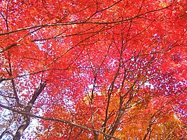 秋天的樹葉,紅色的楓葉,秋季