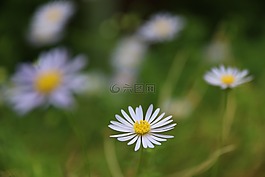 雛菊,花,自然