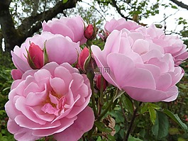 玫瑰,植物區(qū)系,花