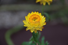 花,黃色,自然