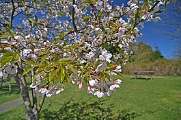 公園,野餐,夏天