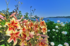 百合,海濱,查看