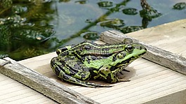 青蛙,池塘,動(dòng)物