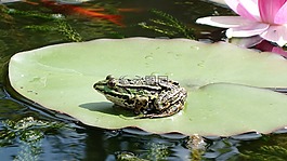 青蛙,池塘,動物