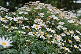 雛菊,花,自然