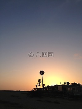 海灘,棕櫚樹,日落