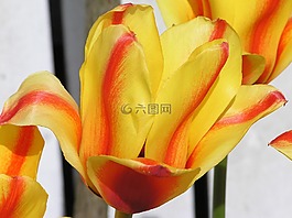 花卉,郁金香,春天