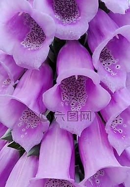 花卉,性質(zhì),紫色的小花