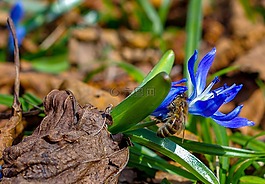 蜜蜂,花卉,綠色