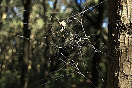蜘蛛網,秋季,森林