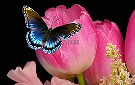 郁金香,花卉,蝴蝶