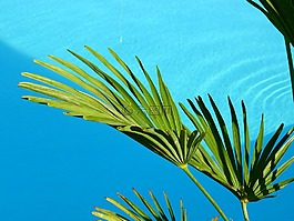 水,游泳池,池