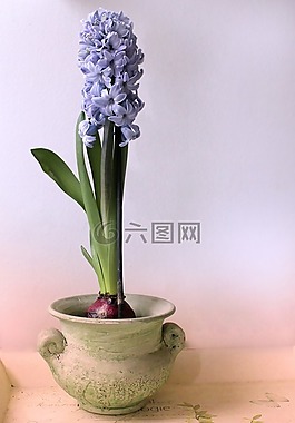 風(fēng)信子,靜物,鍋