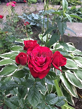 玫瑰,花園,花