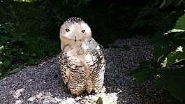 貓頭鷹,鳥,動物